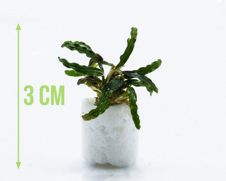 Bucephalandra  Velvet