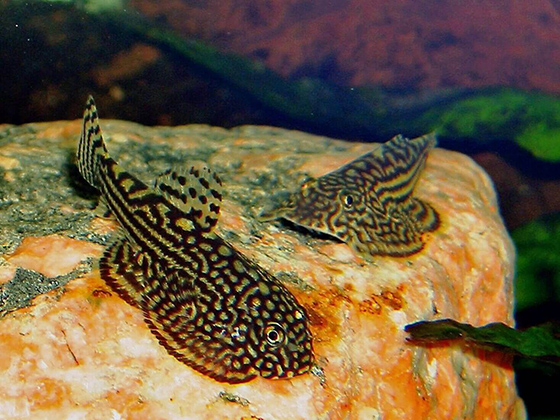 Псевдоскат севилья (Sewellia lineolata)