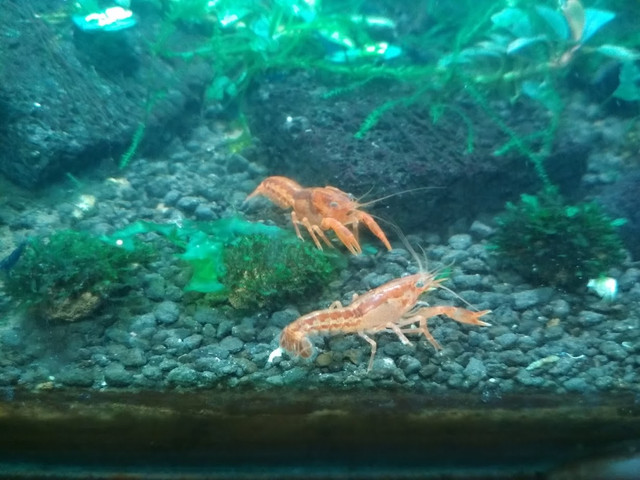 Мексиканский карликовый рак (Cambarellus patzcuarensis var. orange).